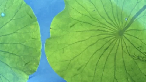 Lotus Vidéo 332871030