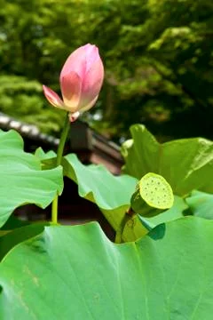 Lotus fruit Stockfoto's