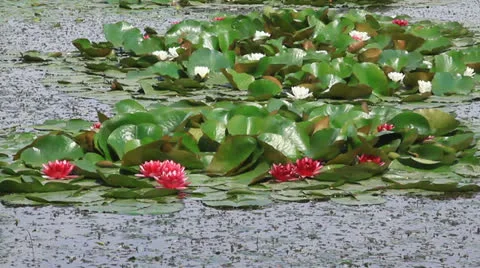 Lotus in full bloom Stock Footage 24846296
