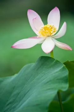 Lotus in full bloom. Stock Photos