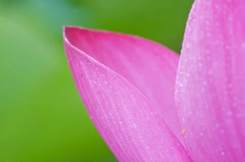 Lotus in full bloom. Stock Photos