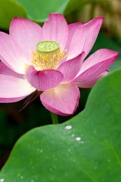 Lotus in full bloom. Stock Photos