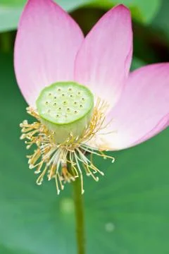 Lotus in full bloom. Stock Photos