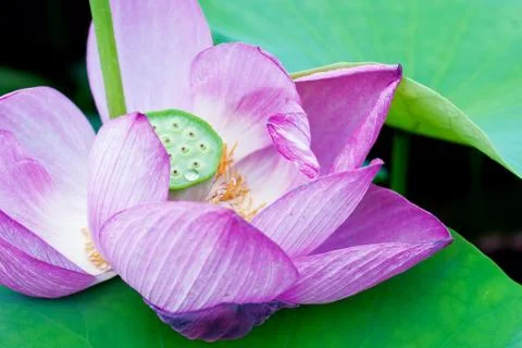 Lotus in full bloom. Stock Photos
