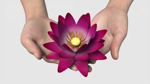 Lotus in hand - 3d render looped with alpha channel. Video stock 167608118