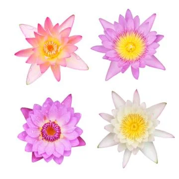 Lotus Stock Illustration