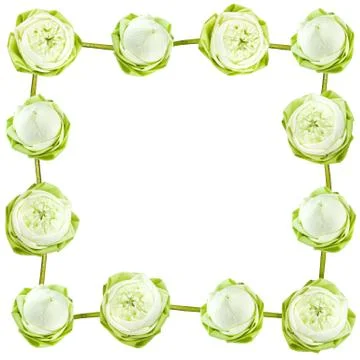 Lotus Stock Illustration