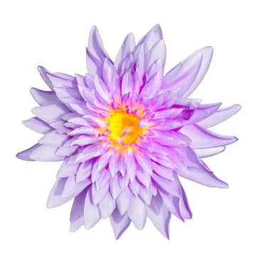 Lotus isolate Foto stock