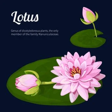 Lotus isolated on a black background. Stock Illustration