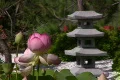 Lotus in Japanese Garden 7 Footage