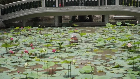 Lotus lake Stock Footage 139946501