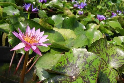 Lotus lake Stock Photos