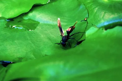 Lotus leaf and bee drinking water Stock Photos