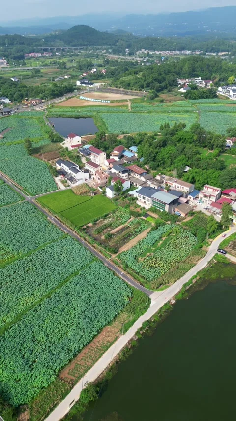 Lotus leaf and lotus root farmland in Vietnamese countryside Stock Footage 314988457