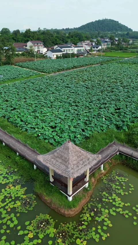 Lotus leaf and lotus root farmland in Vietnamese countryside Stock Footage 314988837