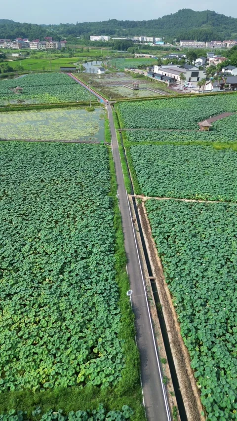 Lotus leaf and lotus root farmland in Vietnamese countryside Stock Footage 314989163