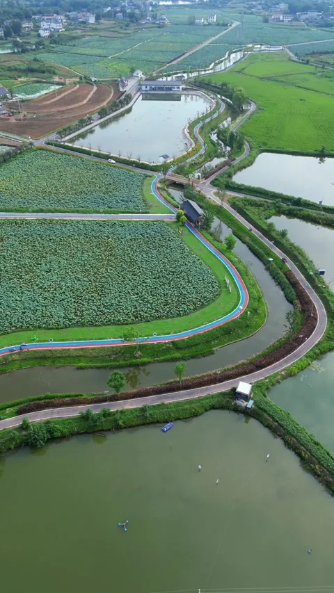 Lotus leaf and lotus root farmland in Vietnamese countryside Stock Footage 314989308