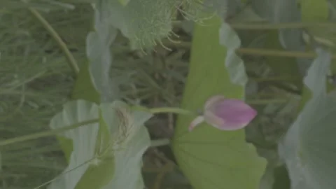 Lotus leaf and pink bud among dense green foliage Stock-Footage 343585581