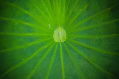 Lotus leaf background Foto stock