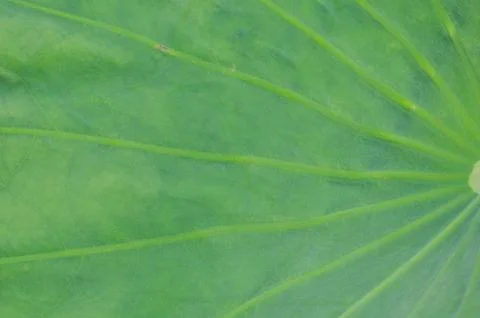 Lotus leaf background Foto stock