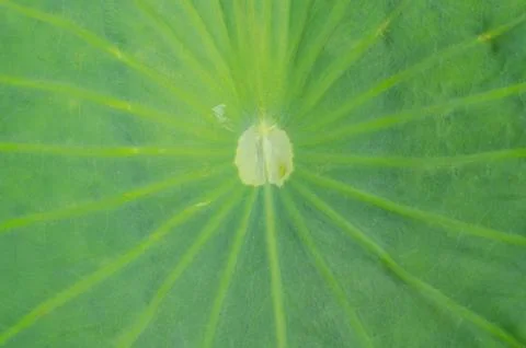 Lotus leaf background Foto stock