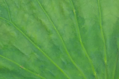 Lotus leaf background Stock Photos