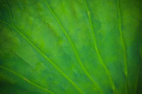 Lotus leaf background Foto stock