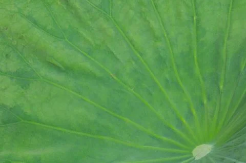 Lotus leaf background Foto stock