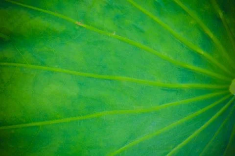 Lotus leaf background Foto stock