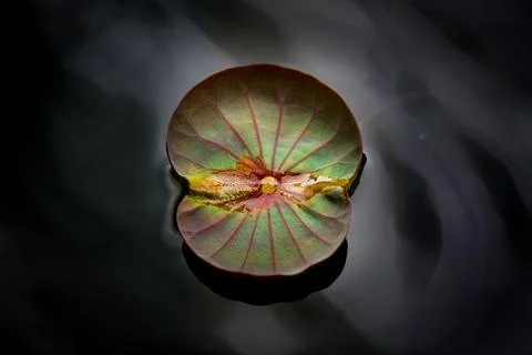 Lotus leaf in black Stock Photos