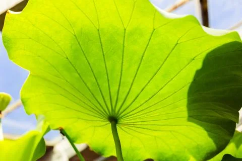 Lotus leaf close up Stock Photos