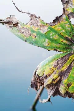 Lotus leaf die Stock Photos