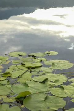 Lotus leaf floating on the water with reflection of the sky. Stock Photos