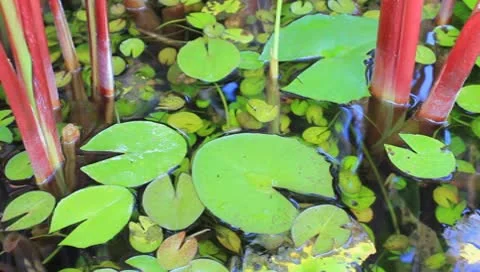 Lotus leaf Stock Footage 10579586