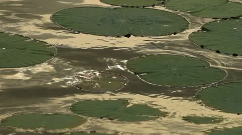 Lotus leaf. Stock Footage 11266988