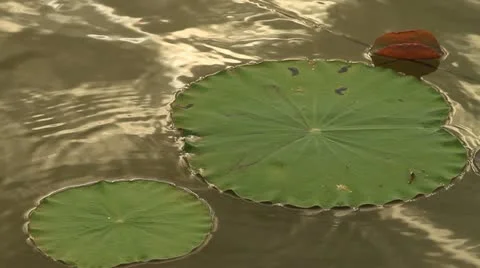 Lotus leaf. Stock Footage 11267328