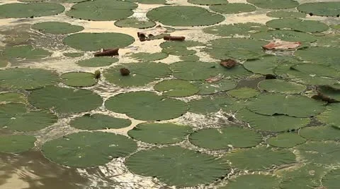 Lotus leaf. Stock Footage 11268507