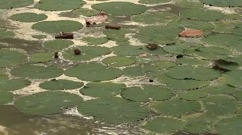 Lotus leaf. 库存影片 11269282