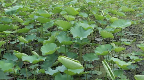 Lotus leaf Video stock 24949986