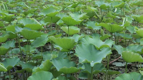 Lotus leaf Stock Footage 24949989