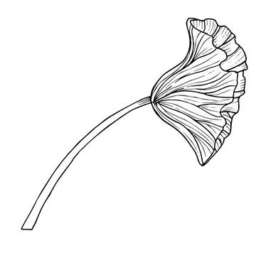 Lotus Leaf. Hand drawn vector illustration of plant. Drawing of water lily Stock Illustration