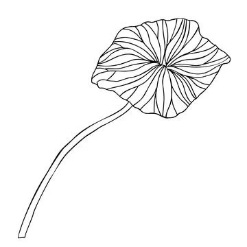 Lotus Leaf. Hand drawn vector illustration of tropical plant in line art style Stock Illustration