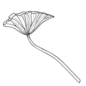 Lotus Leaf. Hand drawn vector illustration of plant. Drawing of water lily Stock Illustration