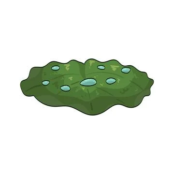 Lotus leaf illustration Stock Illustration