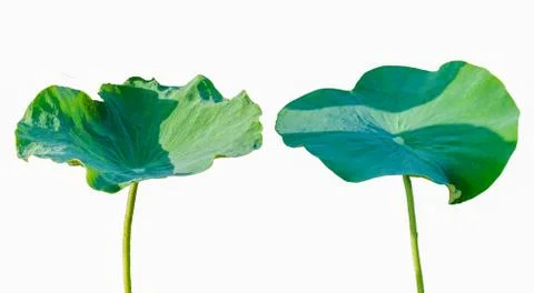 Lotus leaf Isolate 2 collection of white background Stock Photos