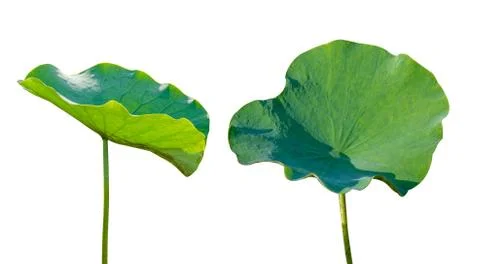 Lotus leaf Isolate 2 collection of white background Stock Photos
