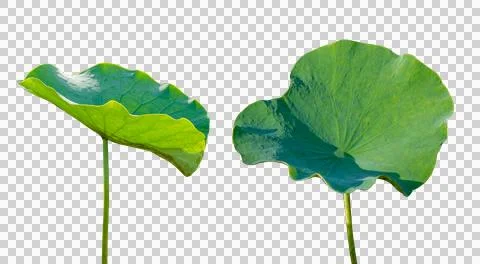 Lotus leaf Isolate collection of on transparent background PNG file Stock Photos