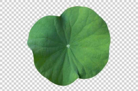Lotus leaf Isolate collection of on transparent background PNG file Stock Photos