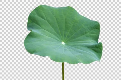 Lotus leaf Isolate collection of on transparent background PNG file Stock Photos