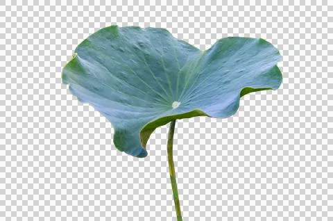 Lotus leaf Isolate collection of white background Stock Photos